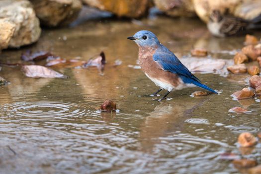 Male Eastern Bluebird
