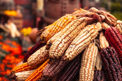 Close-up of a Pile of Different Colored Corns