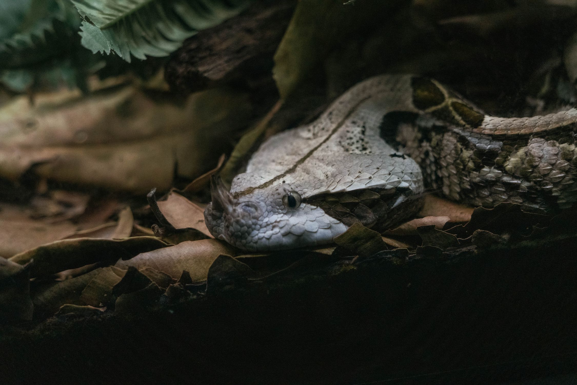 Close up of Snake Eating Prey · Free Stock Photo