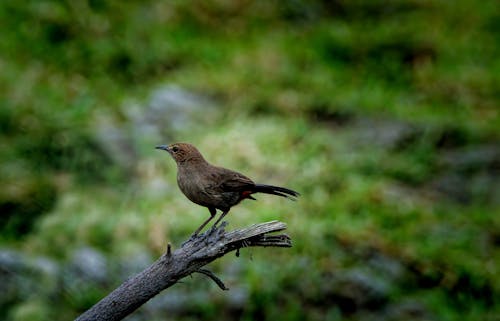 Foto stok gratis bokeh, burung, cabang