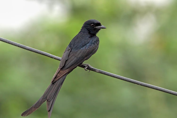 Black Drongo On Line