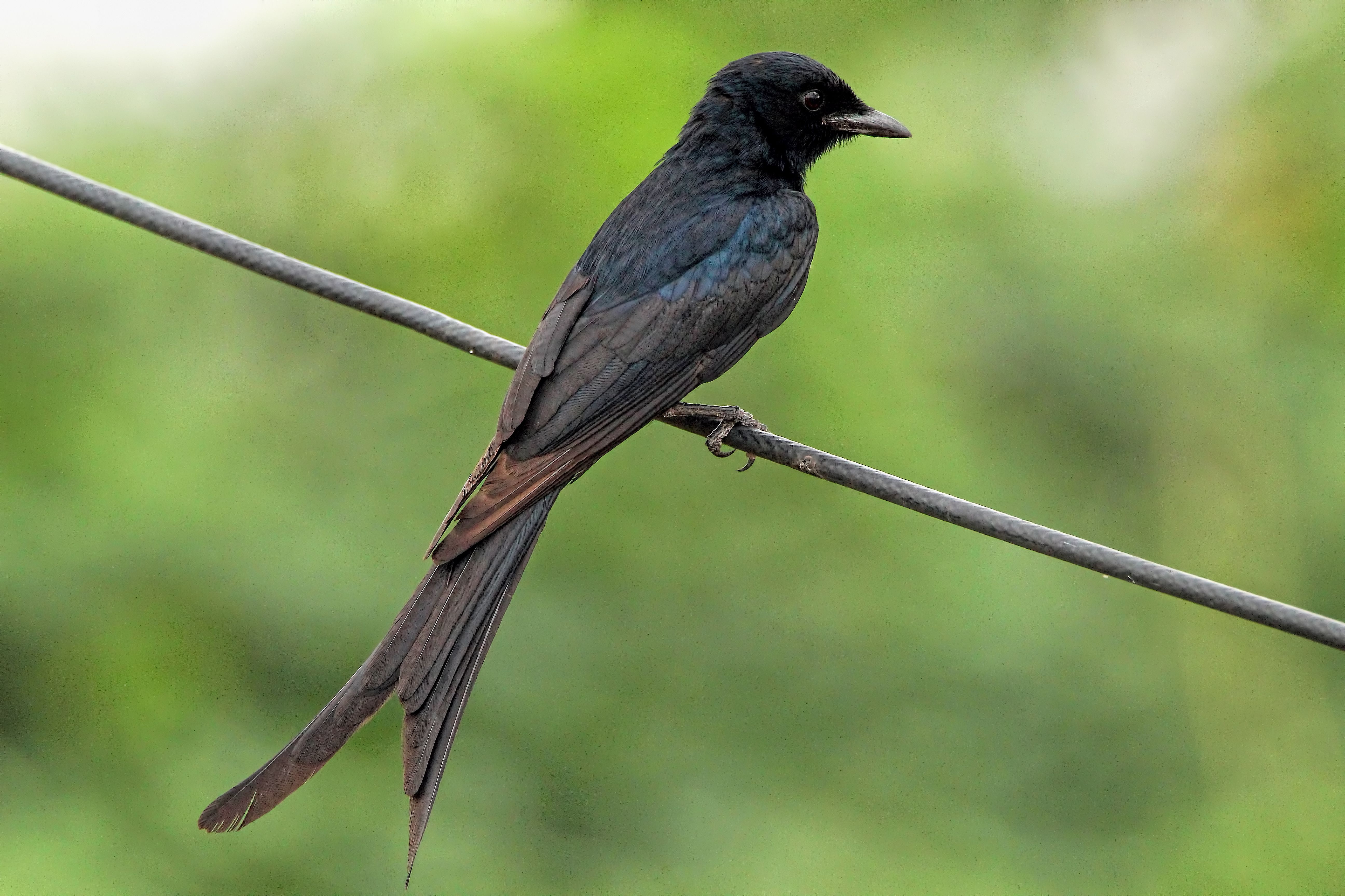 Black drongo perched on a wire against a blurred green background.