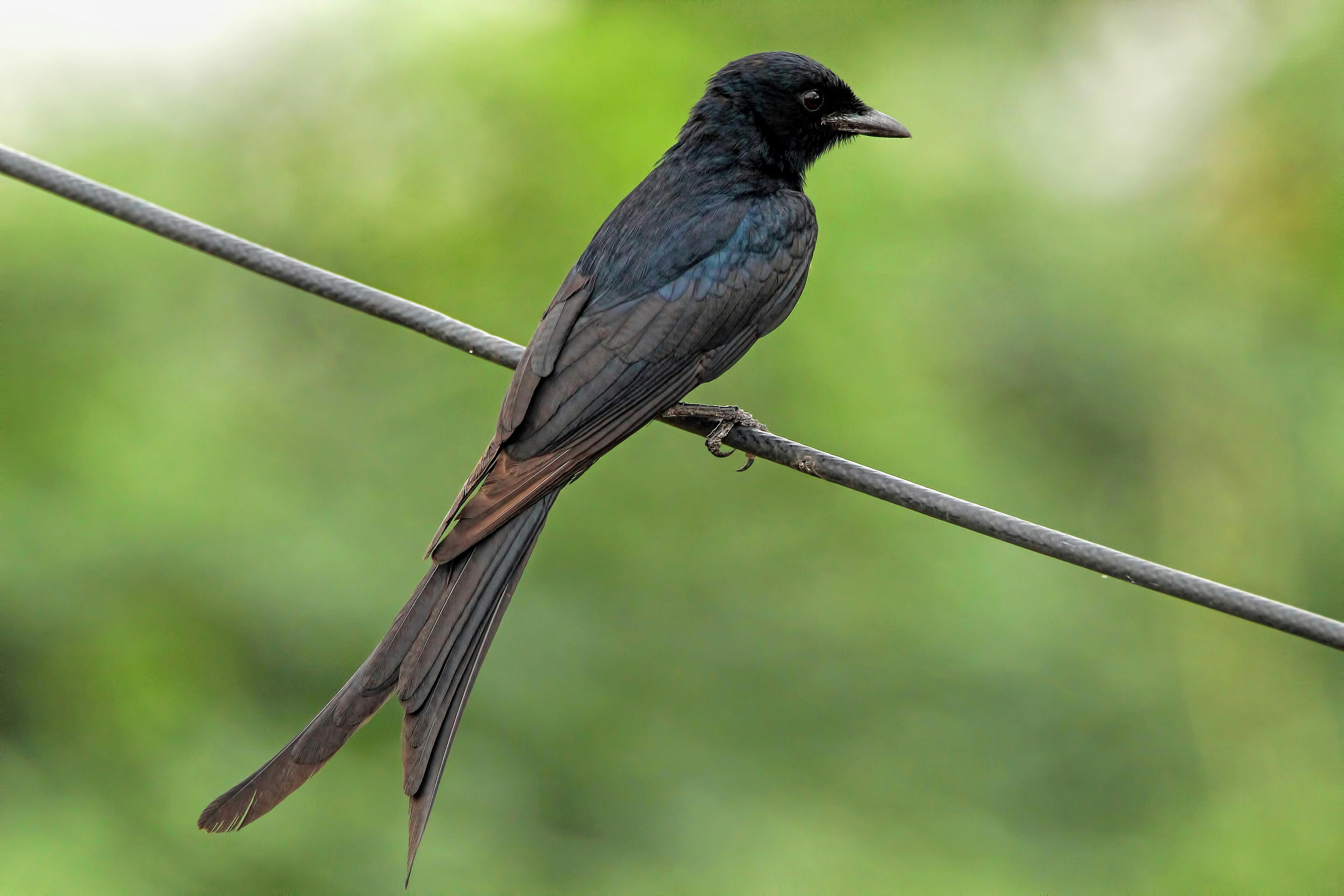 Drongo Bird Photos, Download The BEST Free Drongo Bird Stock Photos ...