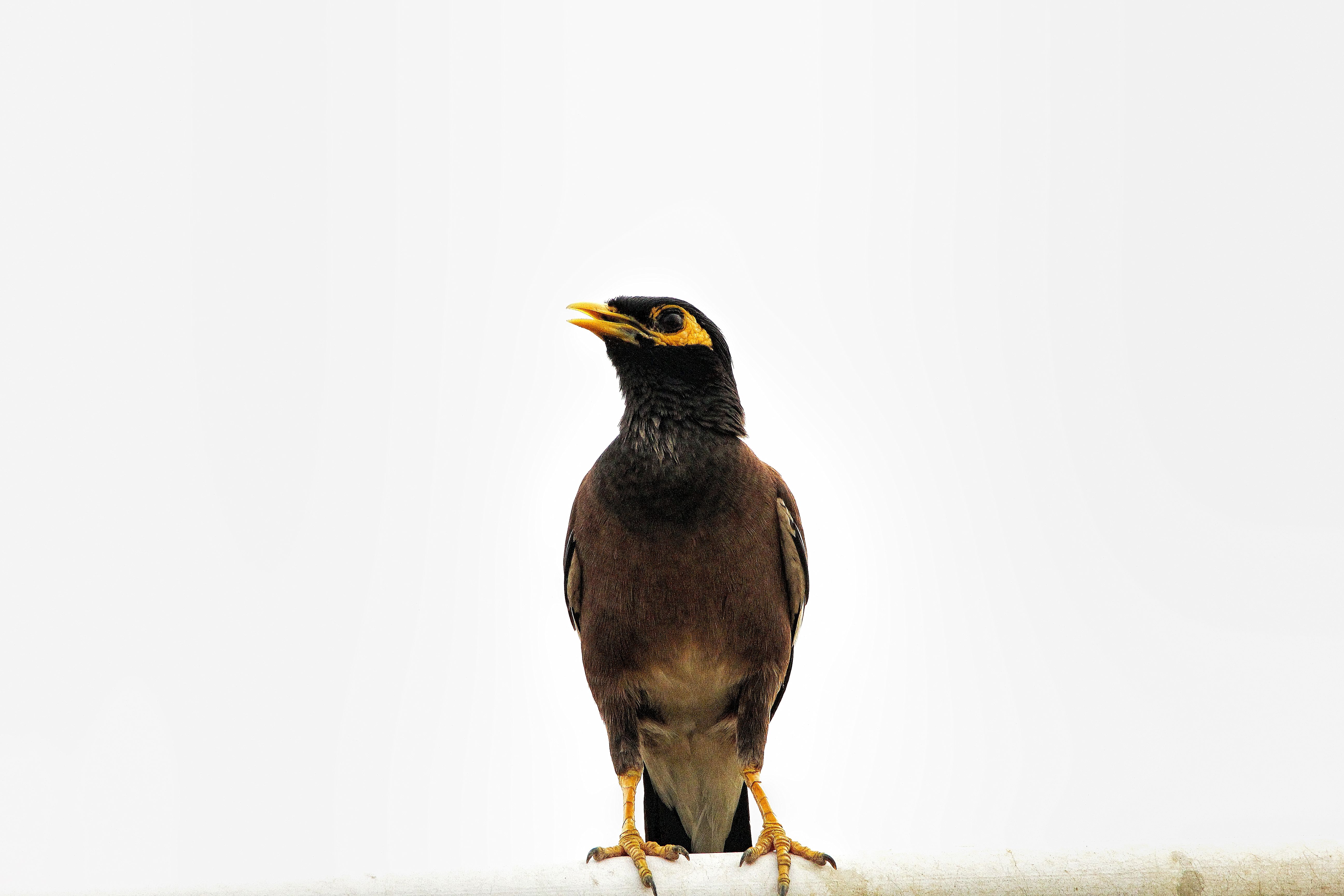 A common myna bird perching against a simple white backdrop, offering ample copy space.