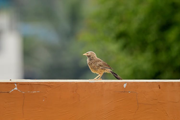 Jungle Babbler On Wood