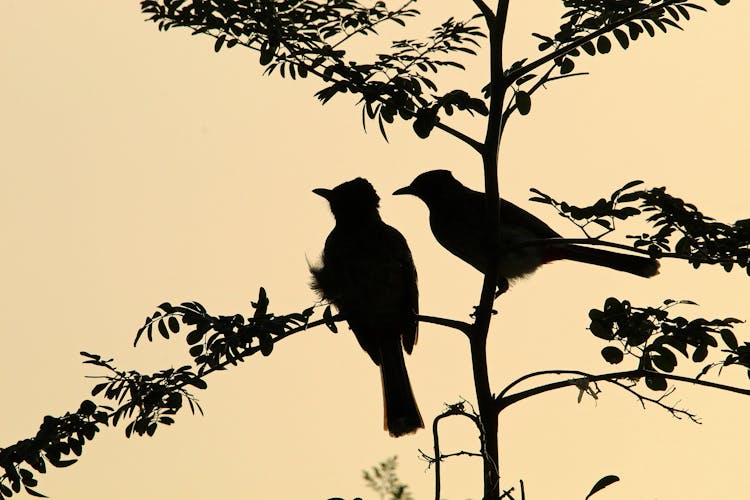 Silhouettes Of Two Birds