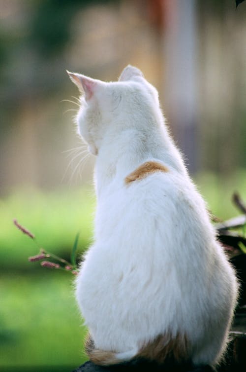White Cat in Garden