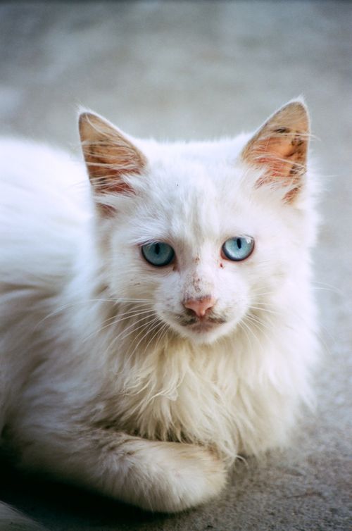 Free A serene portrait of a white fluffy cat with striking blue eyes, perfect for pet lovers and animal enthusiasts. Stock Photo