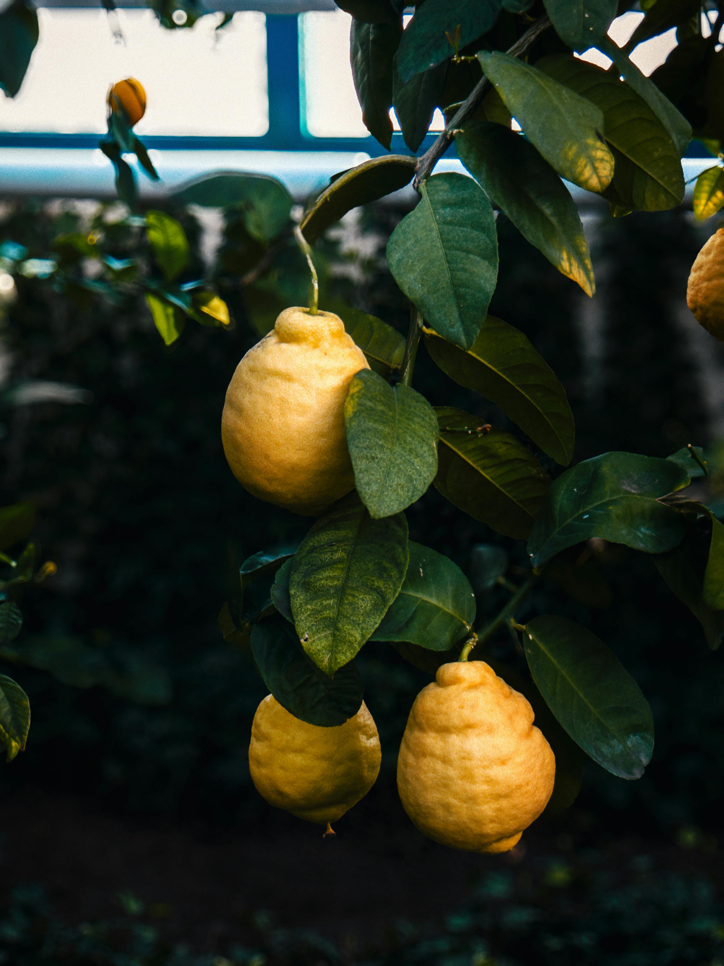 Close-up of ripe lemons on a tree with green leaves in natural light.
