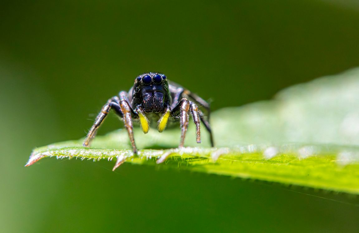 A small jumping spider is sitting on a leaf · Free Stock Photo