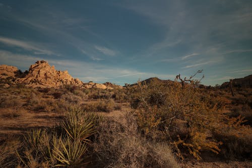 Dry Shrubs and Yuccas in the Desert