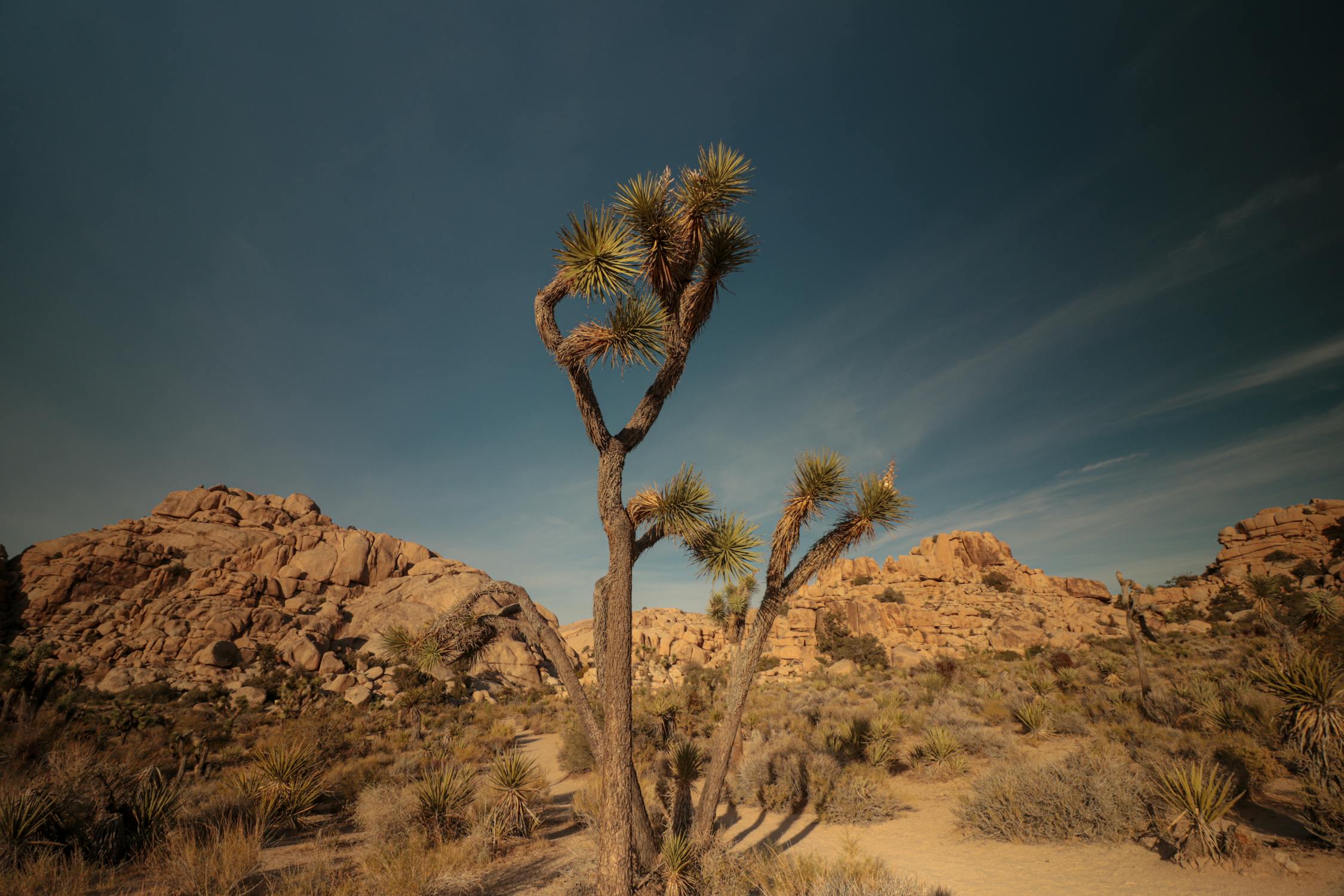 Joshua Trees in the Desert · Free Stock Photo Joshua Trees in the Desert · Free Stock Photo