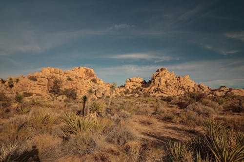 Yuccas and Rocks in the California Desert