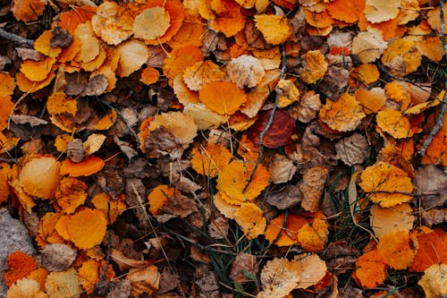 Pile of Autumn Leaves on the Grass