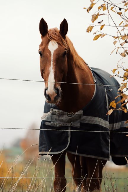 A chestnut horse wearing a blanket stands near a wire fence surrounded by autumn foliage in rural Sweden.