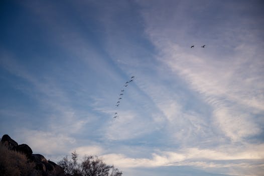 A serene scene of birds flying in formation across a sunset sky with clouds.