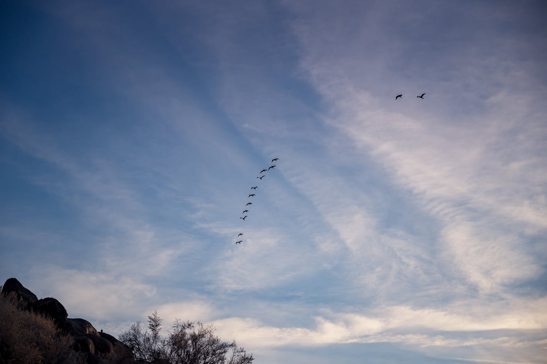 Free Photo of Flock of Birds Flying Stock Photo
