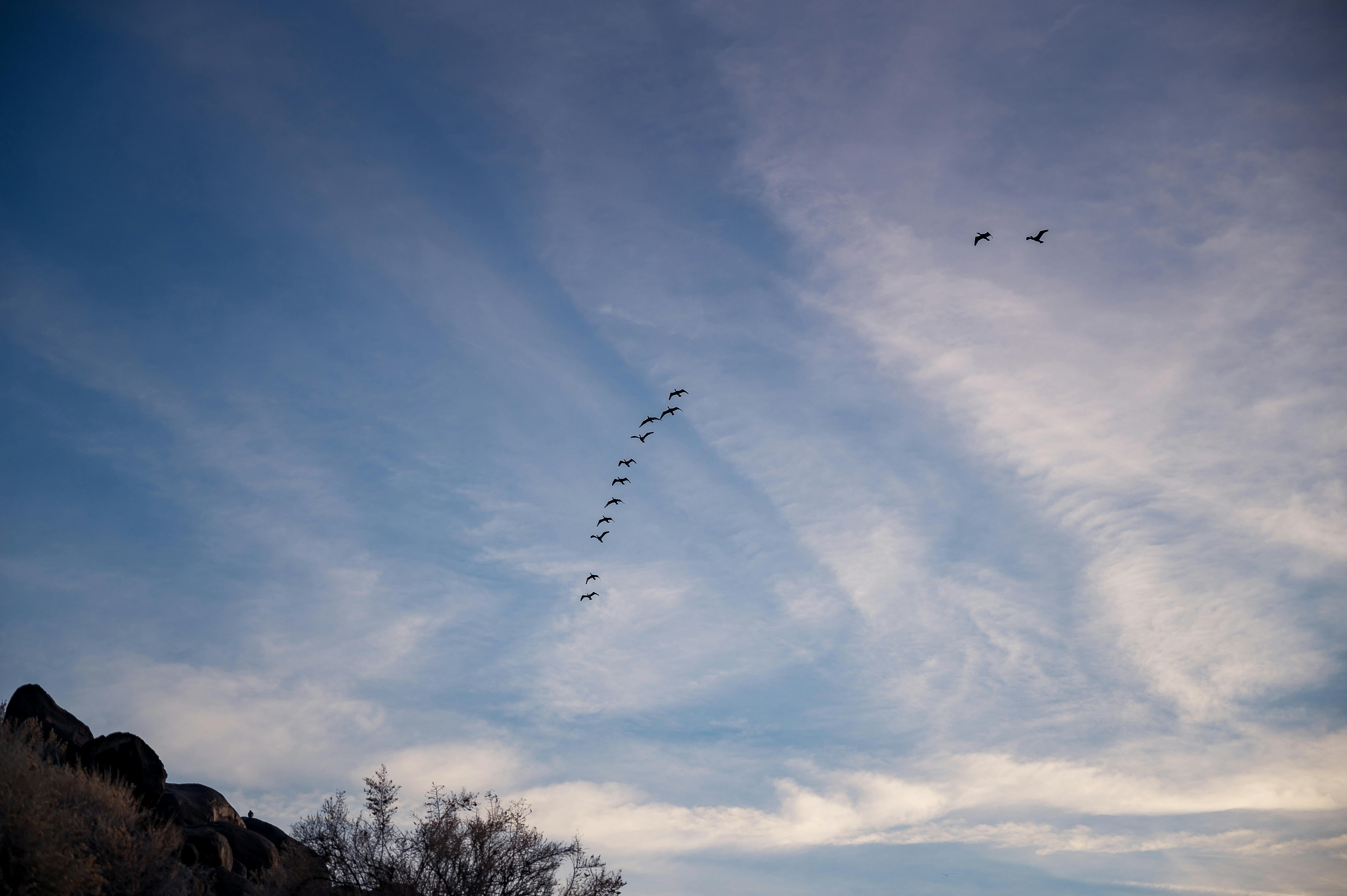Photo of Flock of Birds Flying \u00b7 Free Stock Photo