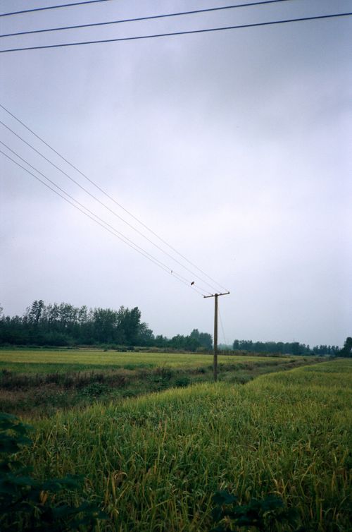 Free Serene rural landscape with electricity post and cables stretching across lush fields. Stock Photo