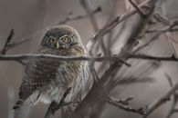 Speckled Owl Perched on Tree Branch