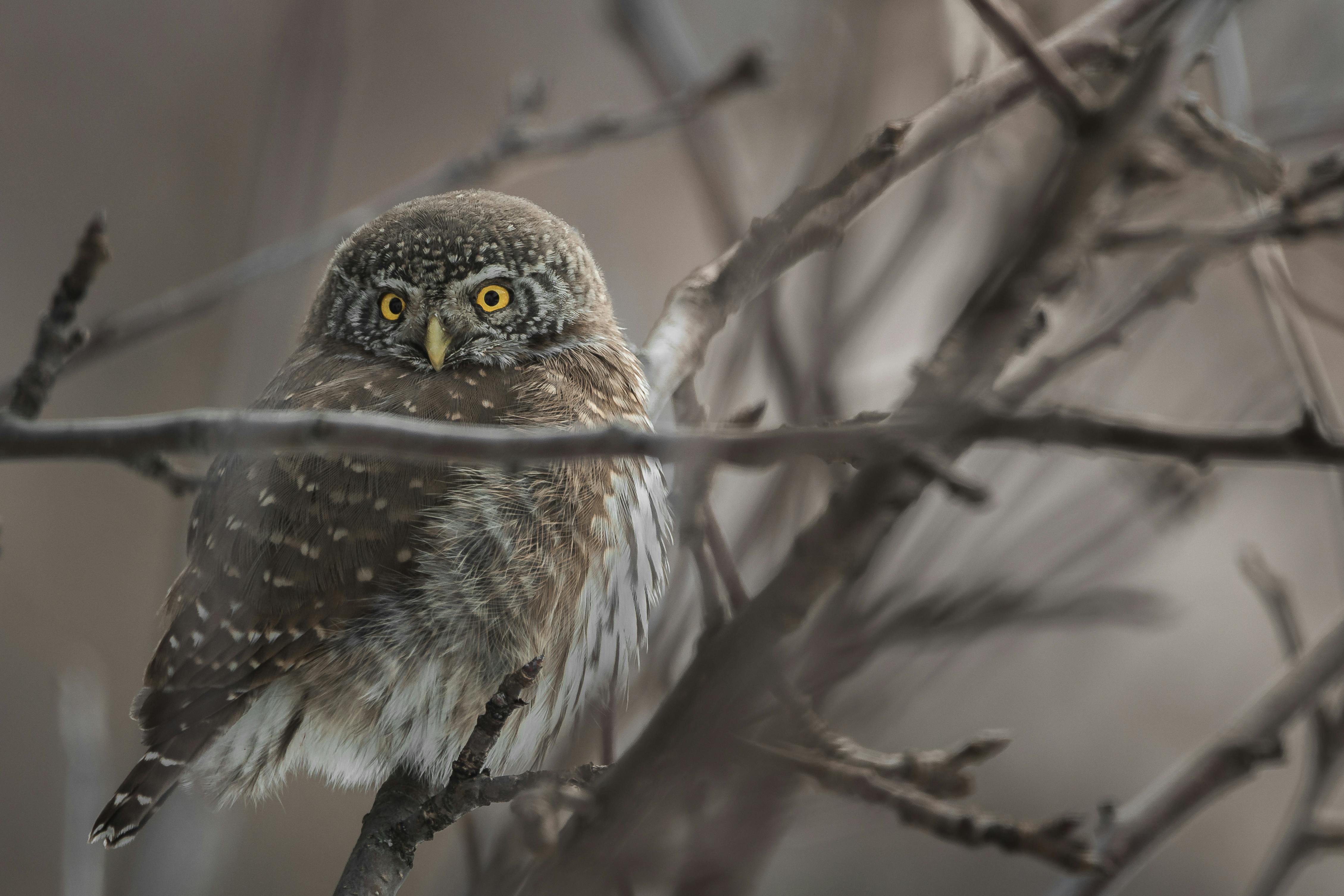 Free stock photo of owl, wildlife, wildlife photography