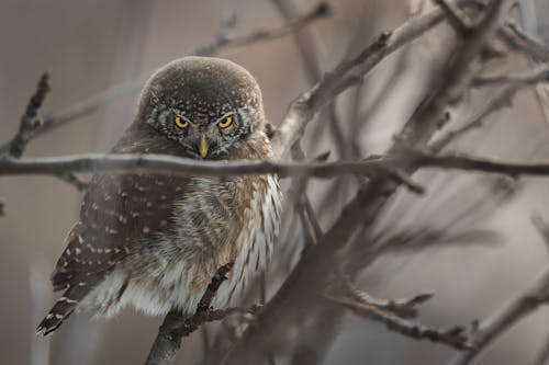Selective Focus Photography of Owl Perched on Twigs
