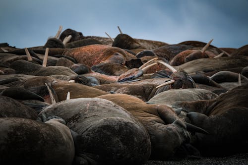 Herd of Walruses Crowded on the Beach