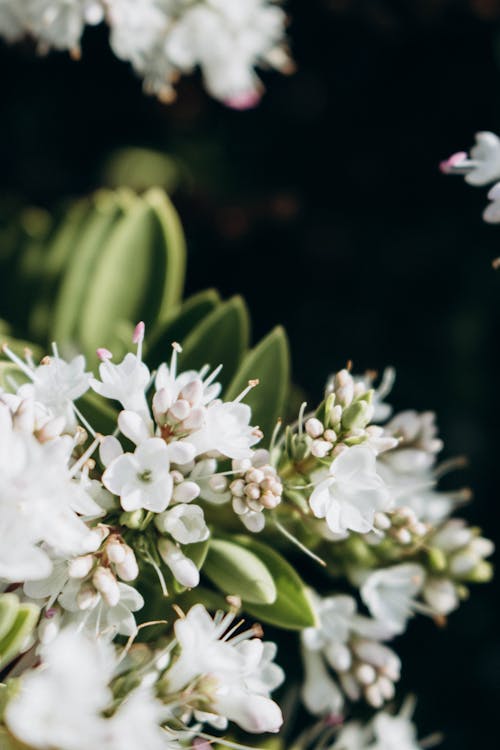 Základová fotografie zdarma na téma bílá hebe, bílá květina, detailní