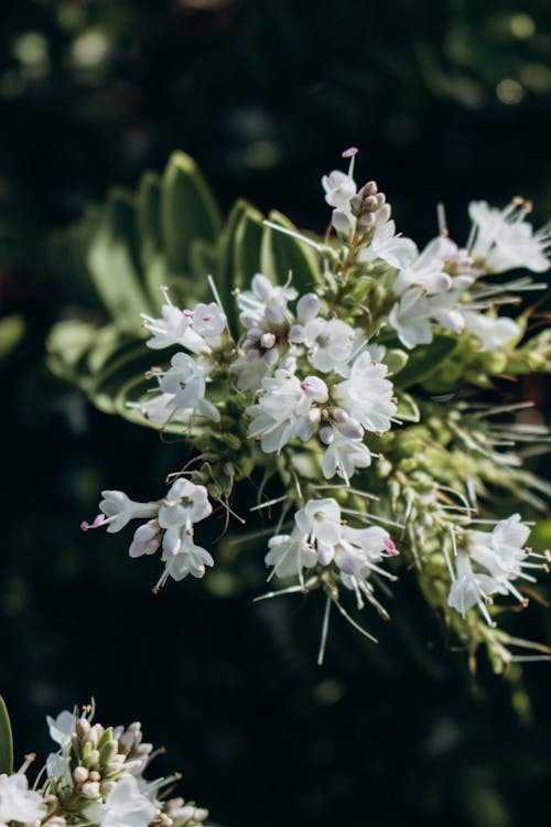 Imagine de stoc gratuită din botanică, creștere, floare albă