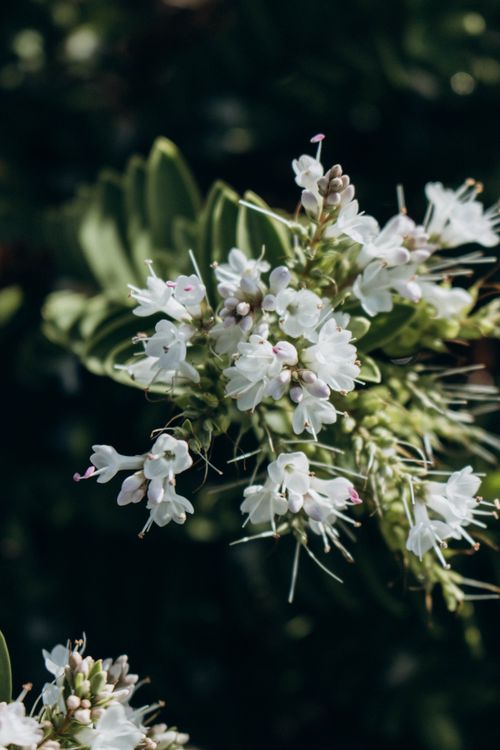 Free Close-up of a white hebe flower cluster in natural light, showcasing bright green leaves in the background. Stock Photo