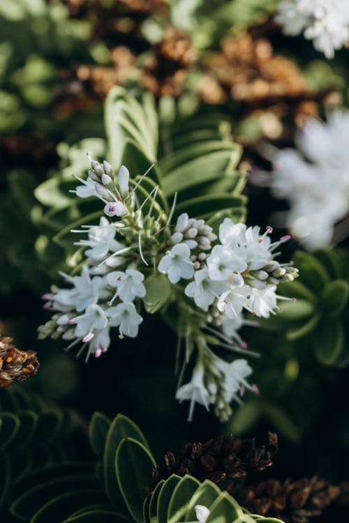 Gratis arkivbilde med anlegg, blomstre, hvit blomst