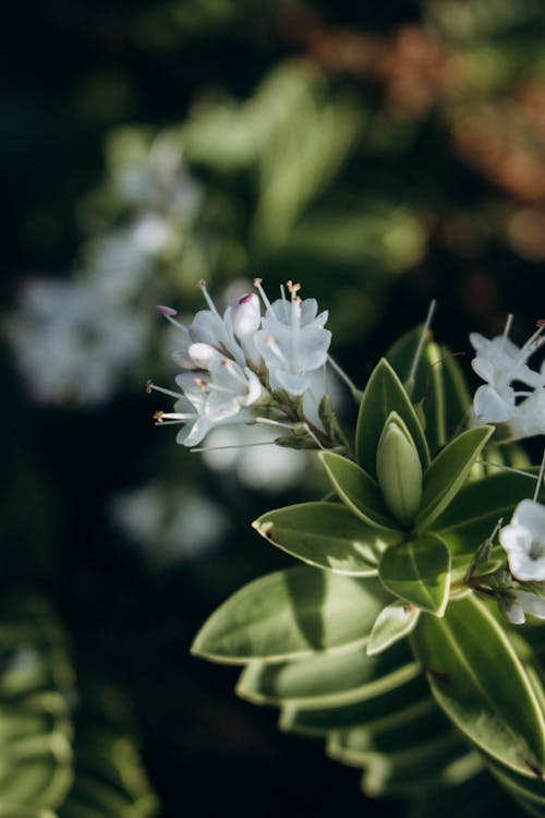 Imagine de stoc gratuită din arbust, floare albă, focalizare selectivă