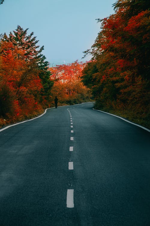 Asphalt Road and Red Autumn Trees