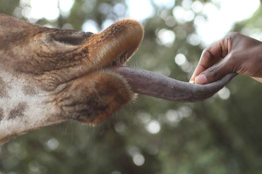 Giraffe Centre and Karen Blixen — Kenya Safari