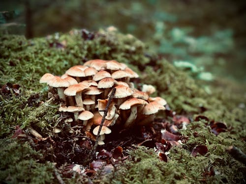 Close-up of Mushrooms Growing among Moss 