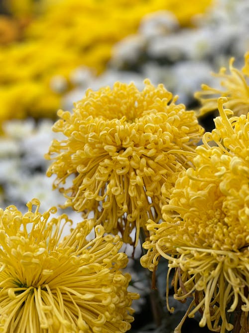 Blooming Yellow Chrysanthemums