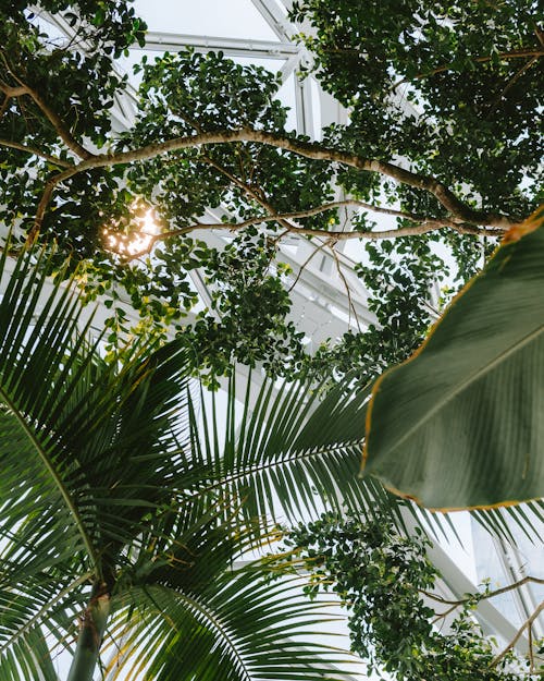 Green Plants Leaves in Botanical Garden