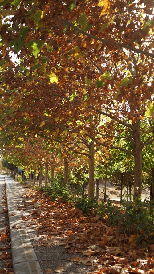 Immagine gratuita di alberi, autunno, cadere