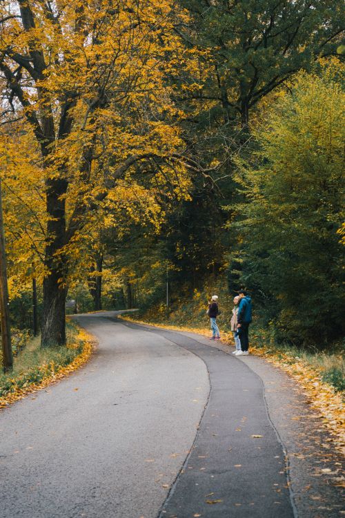 Free Three people walk along a winding road lined with vibrant autumn trees. Stock Photo