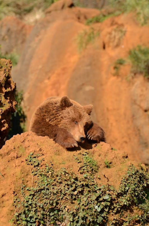 Bear on Rock