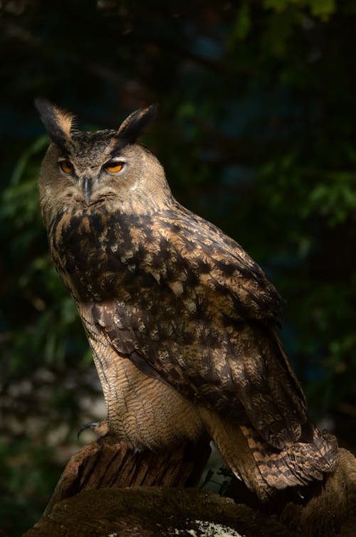 Close-up of an Eagle-owl Sitting on a Tree 