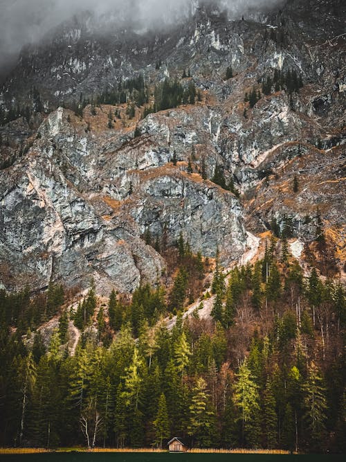 Photos gratuites de à flanc de montagne, arbres, bois