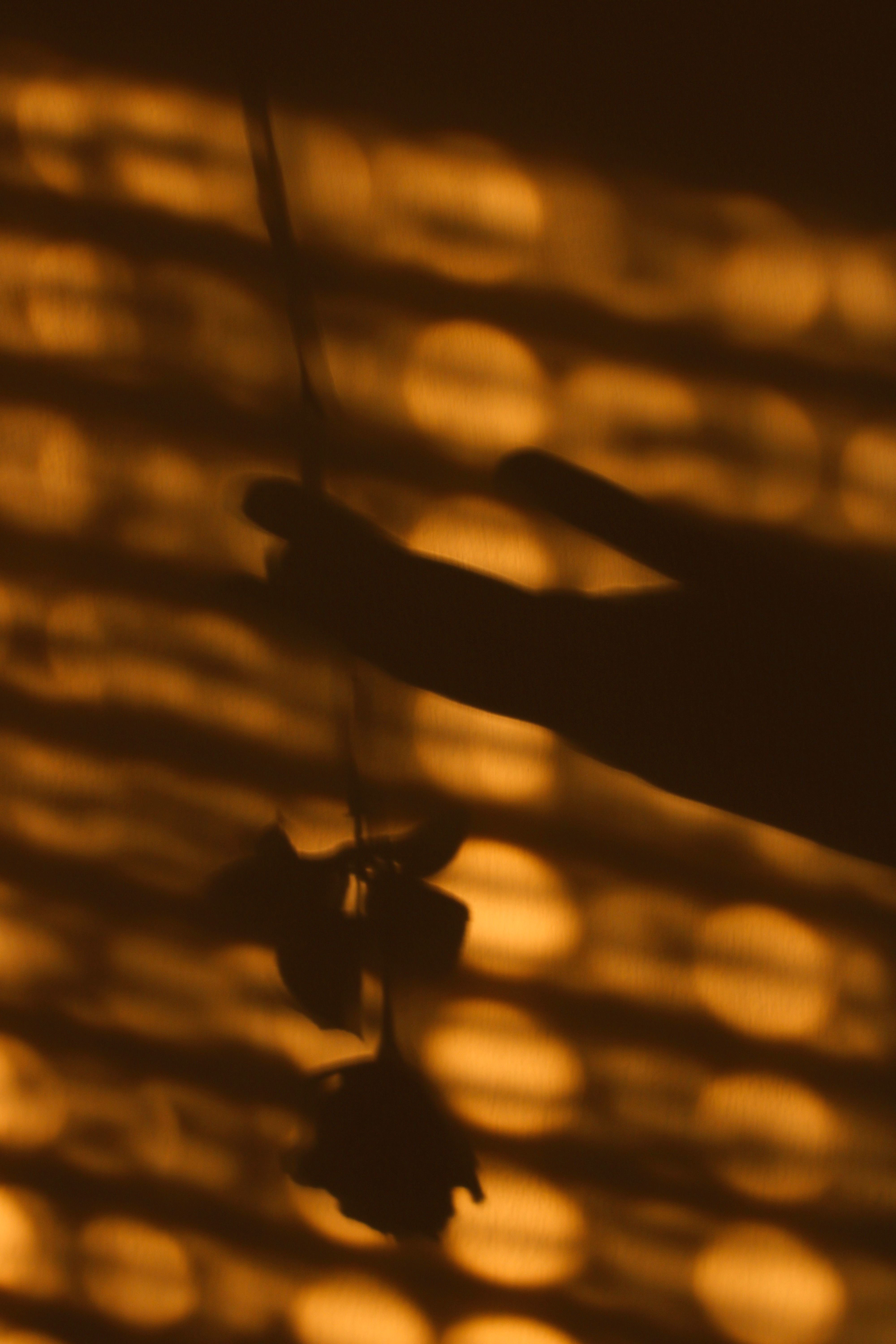 Shadow of Hand Holding Rose · Free Stock Photo