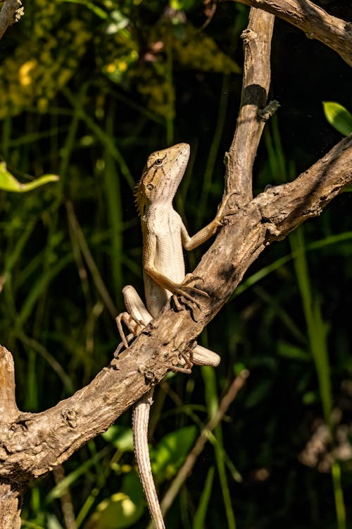 Close-up of a Sitting on an Oriental Garden Lizard Tree Branch 
