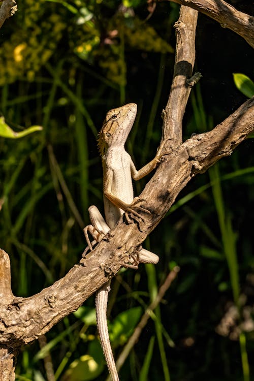 Základová fotografie zdarma na téma detail, fotografie divoké přírody, fotografování zvířat