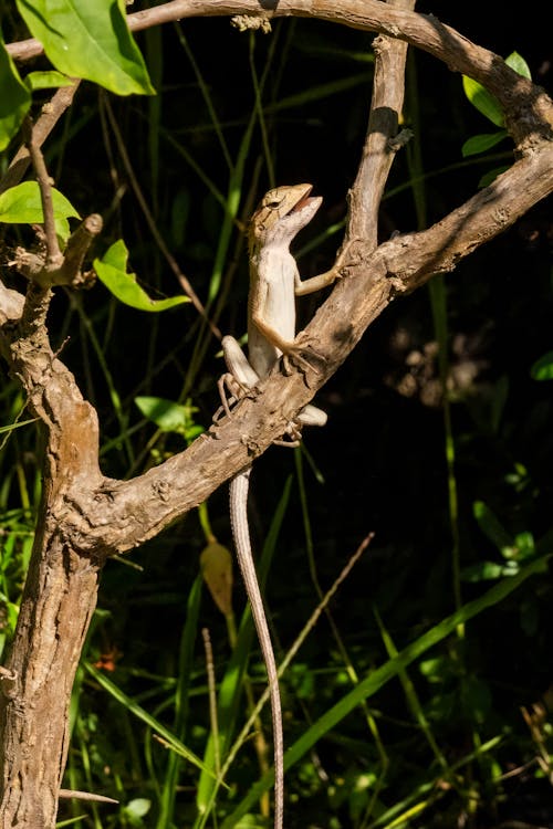 Close-up of a Sitting on an Oriental Garden Lizard Tree Branch