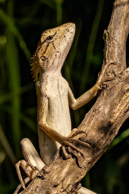 Close-up of a Sitting on an Oriental Garden Lizard Tree Branch