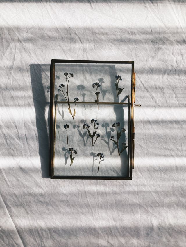Brass-edged glass frame with pressed flowers, hung in sunlight — Tuğba on Pexels
