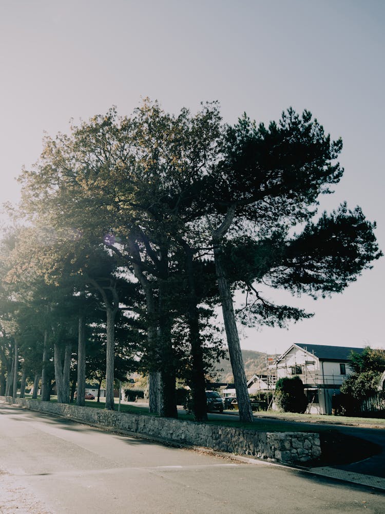 Coniferous Trees Along The Street In City 