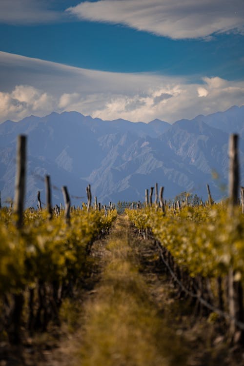 View of a Vineyard in a Mountain Valley 